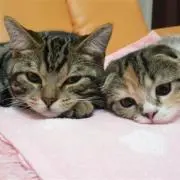 そらみゆの画像