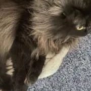 トトの画像