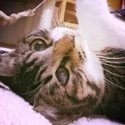 いりの画像