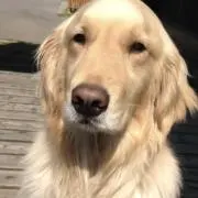 ホヌミヤの画像
