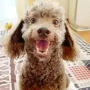 バズ