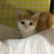 ヨウの画像
