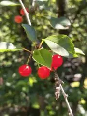 Kirppisの画像