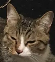 ⭐️cat⭐️の画像