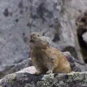 リキの画像