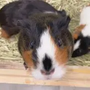 milkyの画像