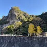 くっくーの画像