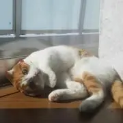 かこ