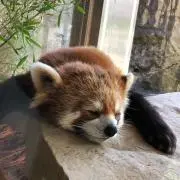 ぱんだの画像