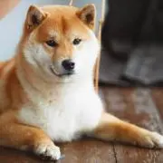 コッキー