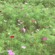 カッパ*.プロフ必読の画像