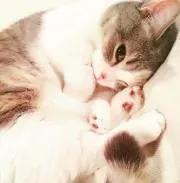 teoの画像