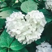 もりーゆ⭐︎の画像