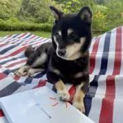 norinagaの画像