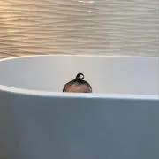 信子の画像