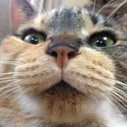 こん(^^)の画像
