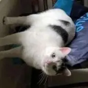 ( ¨̮  )