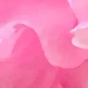 ねんねこの画像