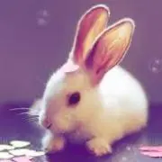 ピッピの画像