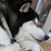 でがの画像