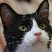 JIJI