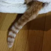 ♪ ☘茶トラ☘♬の画像