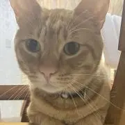 カメリアの画像