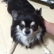 いちごの画像