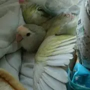 オギタン