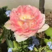 スマイル