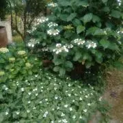 マロン♪の画像