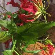 ハッピー