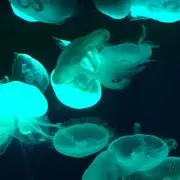 ちいの画像
