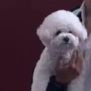 トゥインクル
