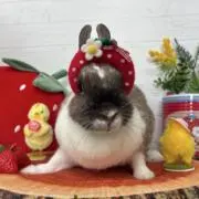 りょうむの画像