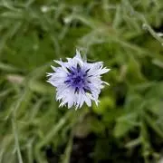 ラルクの画像