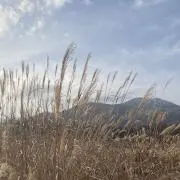 あいの画像