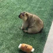 りんごの画像