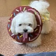 どりの画像
