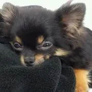 はるる