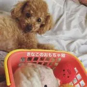 okomeの画像