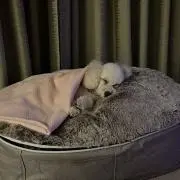 zの画像