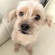 まゆみの画像