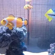 H&Yプロフ