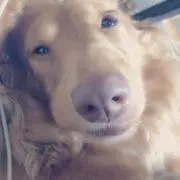 えり