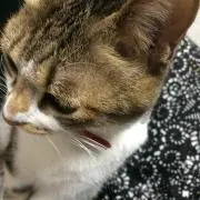 STの画像