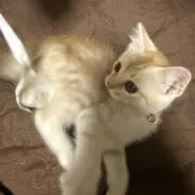 わらび