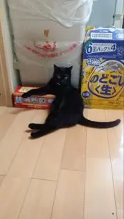 陽大