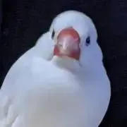 よもぎ