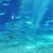 うみの画像
